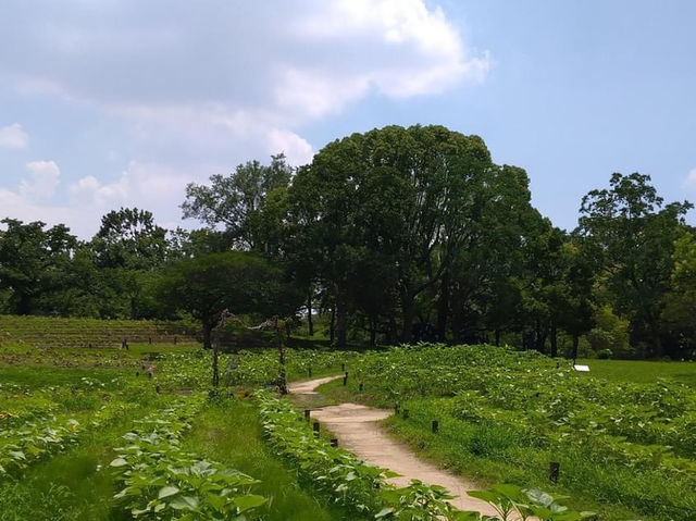 Banpaku Memorial Park, Osaka 🇯🇵