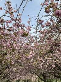 【🇬🇧倫敦春天必遊🌸】Greenwich Park櫻花大道及野餐好去處🍃