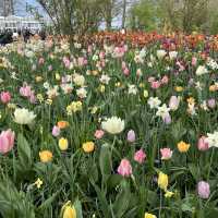 Keukenhof at Amsterdam💐 