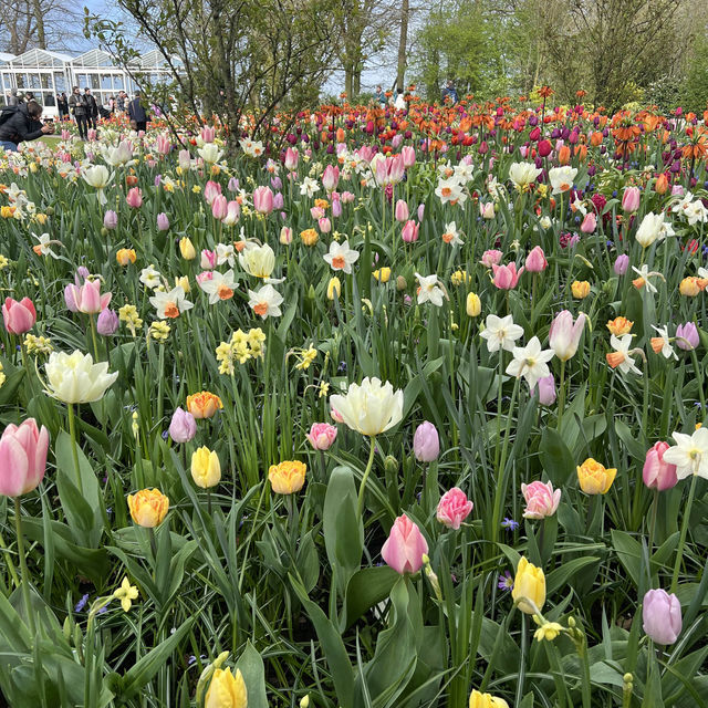 Keukenhof at Amsterdam💐 