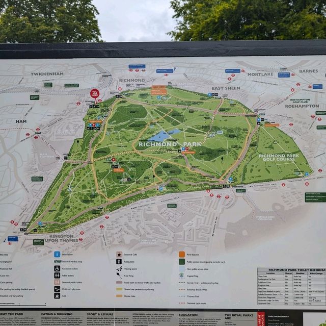 🦌 與自然親密接觸！英國Richmond Park的鹿群奇遇 🌳