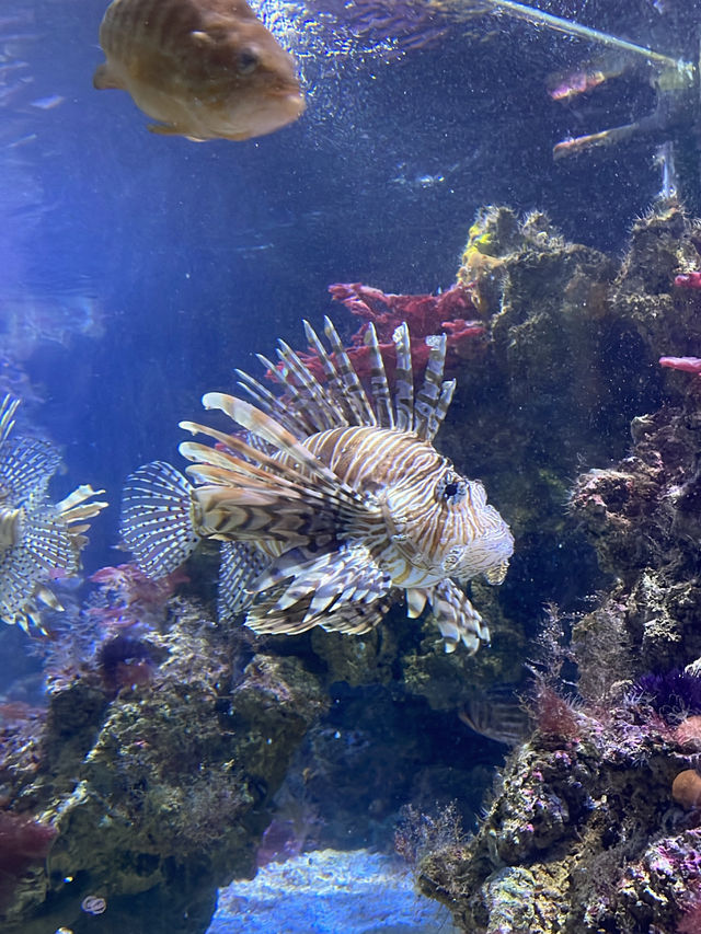 Review on Musée Océanographique, Monaco (Should or should not visit?)