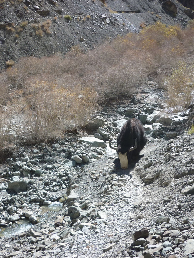 Hidden Valley Between Zinchan and Rumbak: A Remote Himalayan Escape