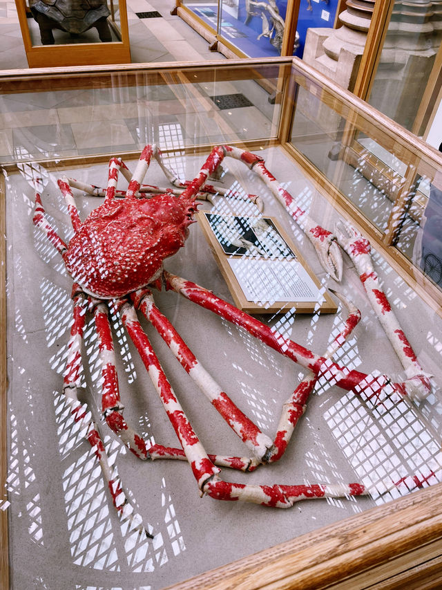 🦖 Oxford University Museum of Natural History: A Timeless Adventure!