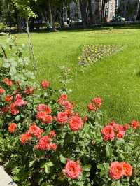 Spring Vibes in Dushanbe – Avicenna University Garden Stroll