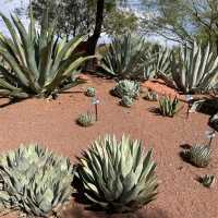 🚗🌵 Red Hills Desert Garden – The Perfect Scenic Stop Between National Parks 🦖🌺