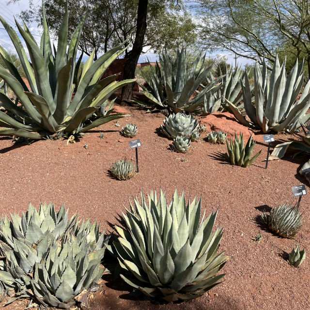🚗🌵 Red Hills Desert Garden – The Perfect Scenic Stop Between National Parks 🦖🌺