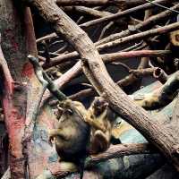 💸🐾 Cheap Travel Gem: Prague Zoo is Wildly Worth It! 🇨🇿🦁
