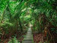 Wild Borneo Awaits: Exploring Bako National Park, Malaysia