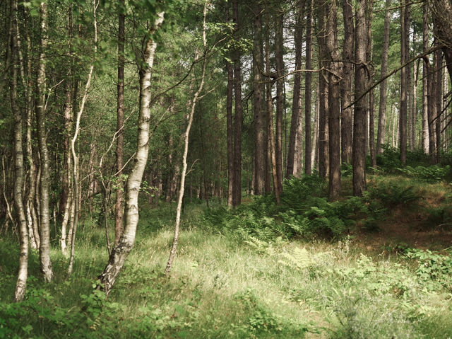 Tranquility and serenity in Freshfield 