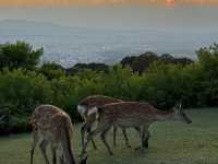 🦌 Nara’s Peaceful Charm – Deer & Temples