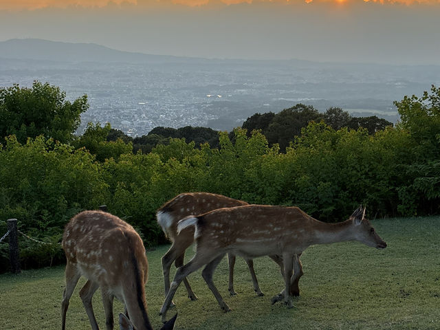 🦌 Nara’s Peaceful Charm – Deer & Temples