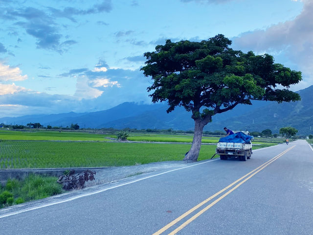 🌾 台東最美稻田大道｜池上伯朗大道 一望無際的療癒風景 🚴‍♀️