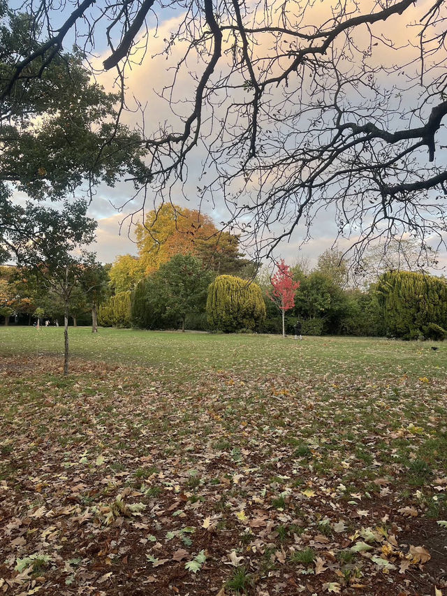 🍁 Walpole Park – Autumn Calm in the Heart of Ealing 🍂🦆 🍁 Walpole Park – Autumn Calm in the Heart of Ealing 🍂🦆
