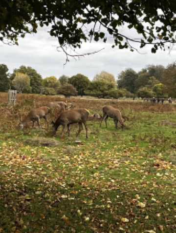 🍁 Bushy Park – Autumn Serenity in a Royal Landscape 🌿🦌