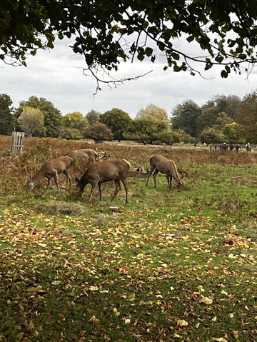 🍁 Bushy Park – Autumn Serenity in a Royal Landscape 🌿🦌