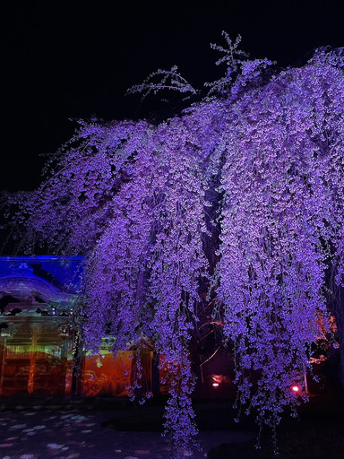 🇯🇵京都旅行ガイド｜おすすめ観光スポット⛩️ | Trip.com 京都