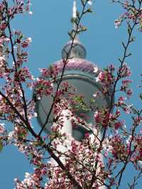 Shanghai in Bloom - Oriental Pearl Tower🌷🌸
