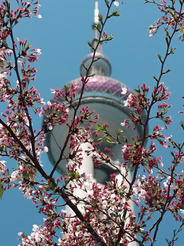 Shanghai in Bloom - Oriental Pearl Tower🌷🌸