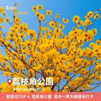 上環黃花鈴木花打卡攻略🌼