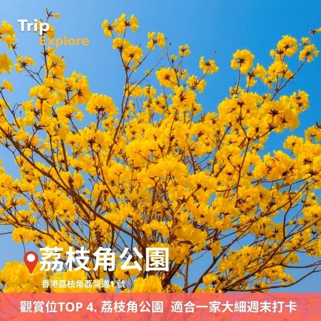 上環黃花鈴木花打卡攻略🌼 上環黃花鈴木花打卡攻略🌼