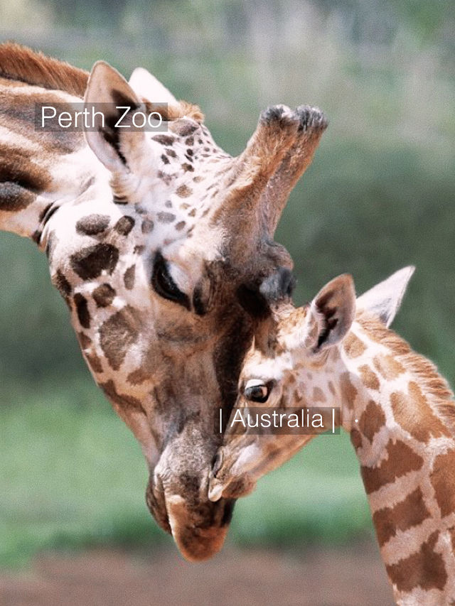 Family outing at Perth Zoo