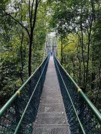 Must-read before visiting Treetop Walk