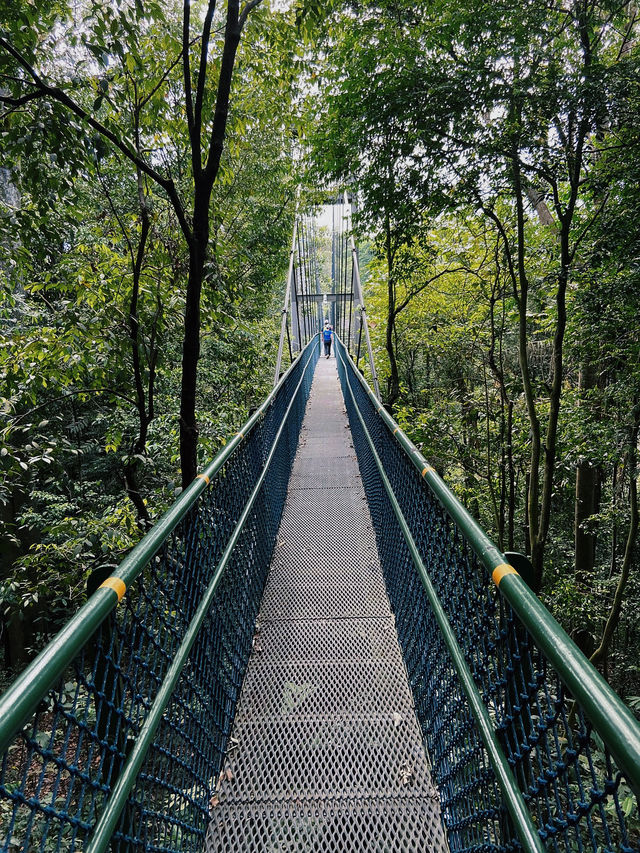 Must-read before visiting Treetop Walk