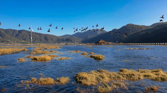 觀鳥聖地，冬日靜謐美好：騰衝北海濕地