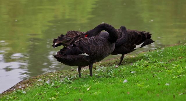 新加坡飛禽公園|