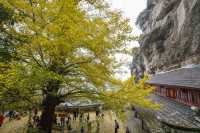 完美,懸空寺遇上700年銀杏王