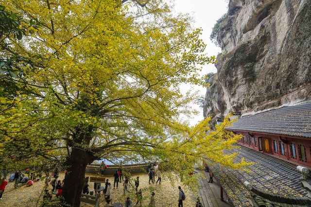 完美,懸空寺遇上700年銀杏王 完美,懸空寺遇上700年銀杏王