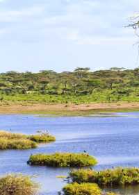 塞倫蓋蒂大草原——非洲大草原上的自然奇觀！