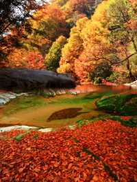 光霧山紅葉之旅：感受秋天的視覺盛宴