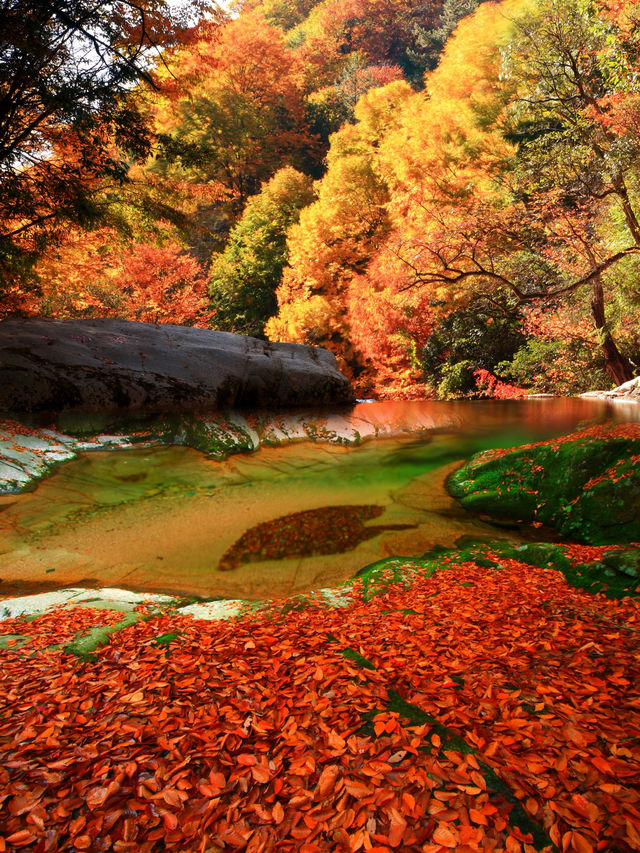 光霧山紅葉之旅：感受秋天的視覺盛宴