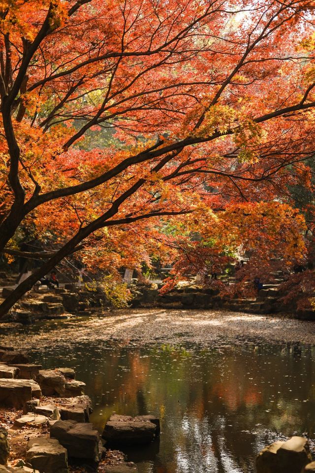 週末去哪兒一一虞山風景美如畫