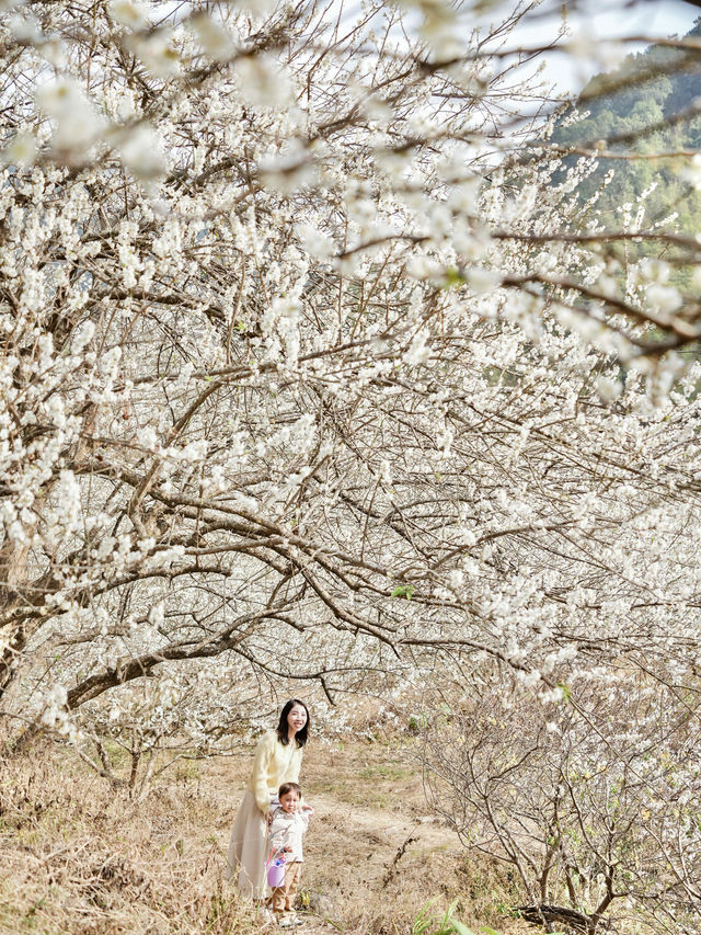 廣州賞梅天花板楓樹下萬畝香雪梅花盛開