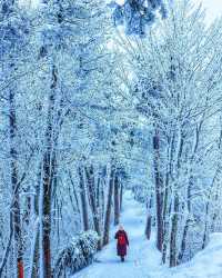 Winter Wonderland Unveiled: Exploring the Enchanting Zurich Forest in the Snow ❄️🌲