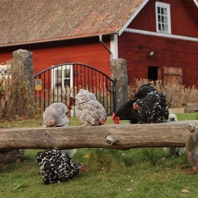 舒適吧？瑞典馬爾默的農場生活
