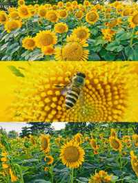 請收下這篇：辰山植物園遊園指南