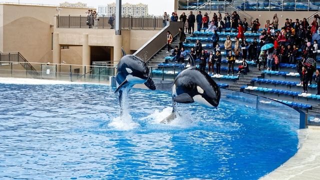 上海海昌海洋公園