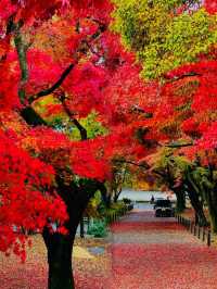 全球追秋｜東京八芳園紅葉祭來啦