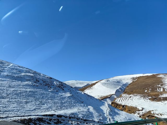 在昭通的大山包看到了雪地尋食的黑頸鶴！