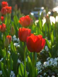 上海0元賞花地：徐匯中環綠廊的鬱金香花海