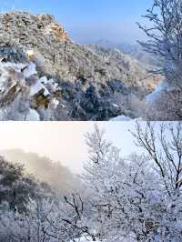 臨沂蒙山|闖進童話世界裡的林海雪原