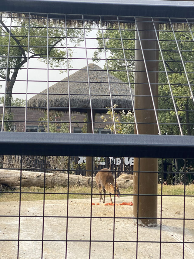在武漢·武漢動物園新手入園攻