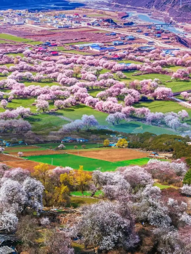 林芝：雪国の高原にある桃花の仙境