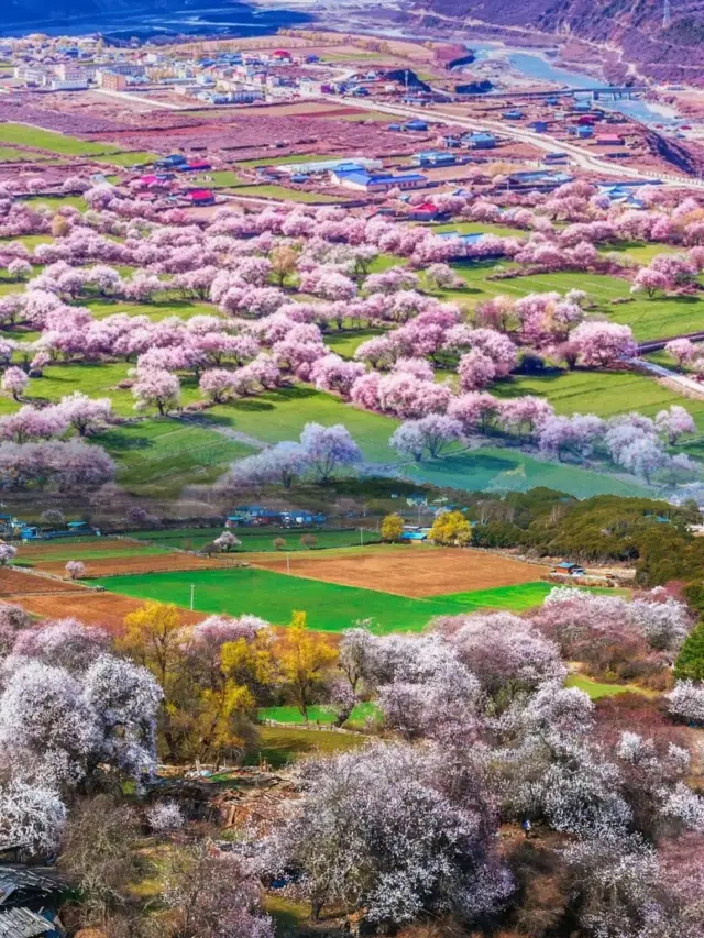 림즈:설원 고원의 복숭아 꽃 선경