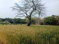 福州花海公園春天裡的風吹麥浪