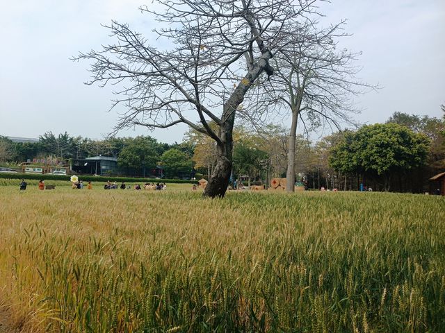 福州花海公園春天裡的風吹麥浪